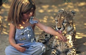 Leopard licking hand of child