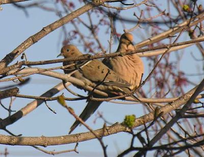 Doves